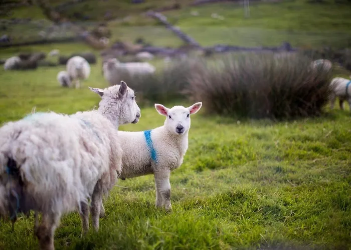 Skellig Bay Waterville